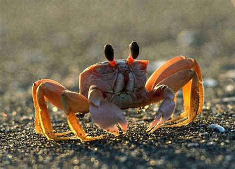 Page Not Found | Animal Planet | Crabs animal, Fiddler crab, Animal spirit guides