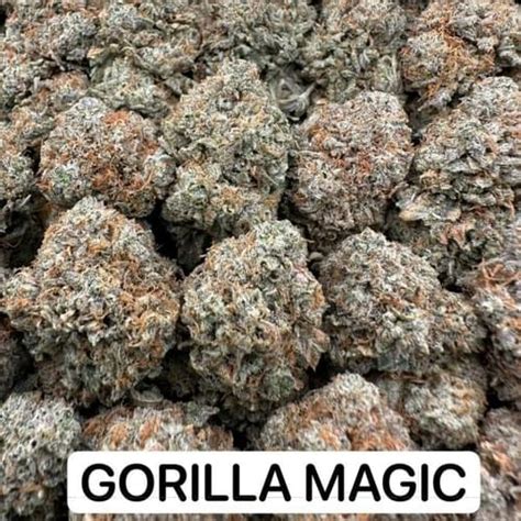 Gorilla Magic