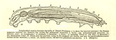 [DIAGRAM] Diagram Of Caterpillar Anatomy - MYDIAGRAM.ONLINE