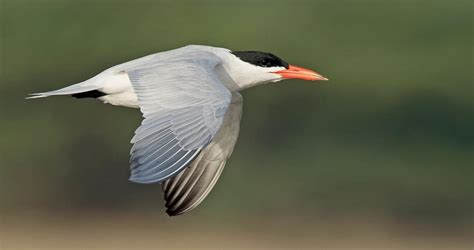 Caspian Tern Life History, All About Birds, Cornell Lab of Ornithology