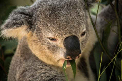 Taronga Zoo - Sydney, Australia