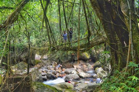 Living Root Bridges of Meghalaya - ECHOES OF TRAVEL