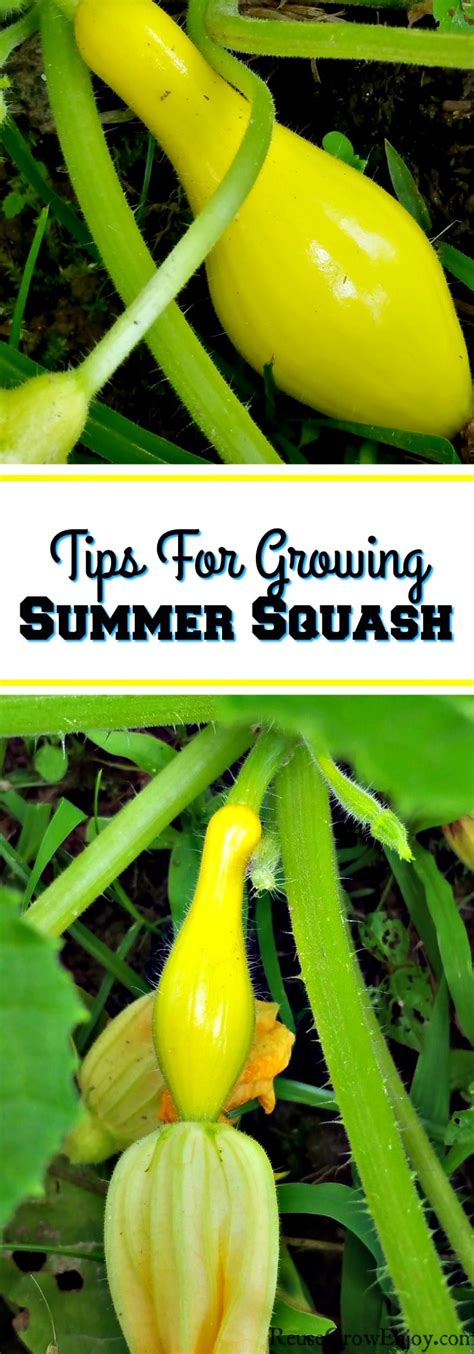 Tips For Growing Summer Squash - Reuse Grow Enjoy