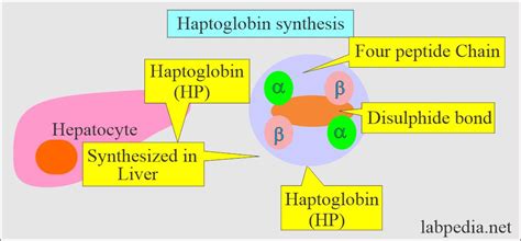 Immune system - Labpedia.net