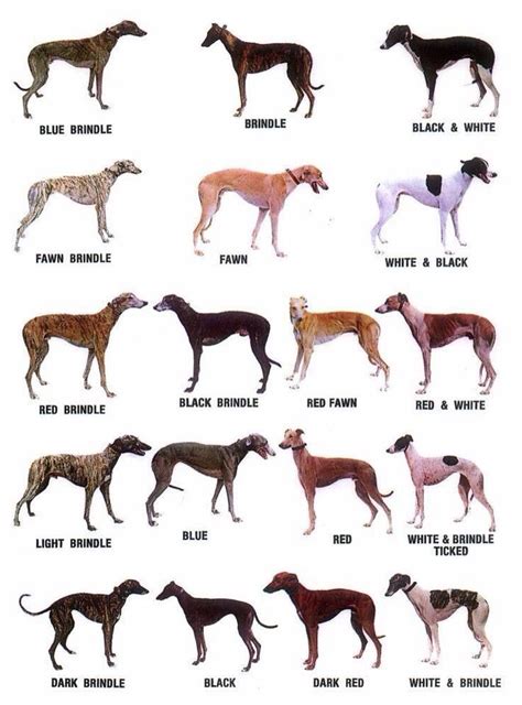 Whippet Colours | Greyhound adoption, Grey hound dog, Dog breeds