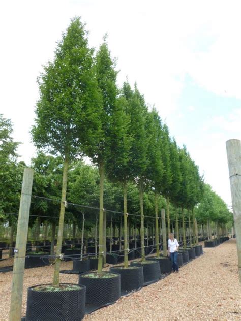 Carpinus betulus Fastigiata - Upright Hornbeam - Deepdale Trees