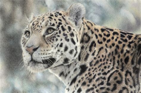 Colour pencil drawing of a jaguar, which I completed in 2019. Have a ...