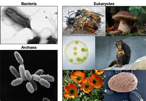 Our deep origins: deciphering the earliest branches on the tree of life – Biological Sciences Blog