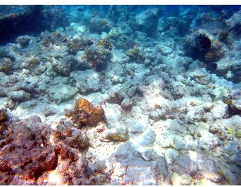 What is Coral Bleaching? Learn the Causes & Effects of Coral Bleaching