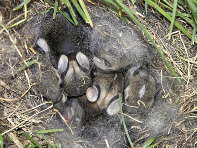 Baby Wild Rabbits Nest