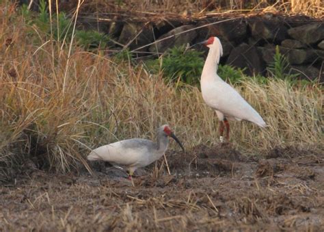 News Navigator: How are crested ibises doing 10 years after their release in the wild? - The ...