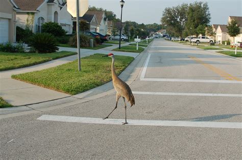 Bird Walk Free Photo Download | FreeImages