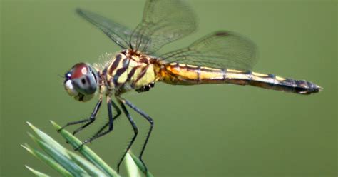 And I Think to Myself...What A Wonderful World.: Newsflash: Dragonflies ...