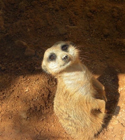 meerkat | Smithsonian Photo Contest | Smithsonian Magazine