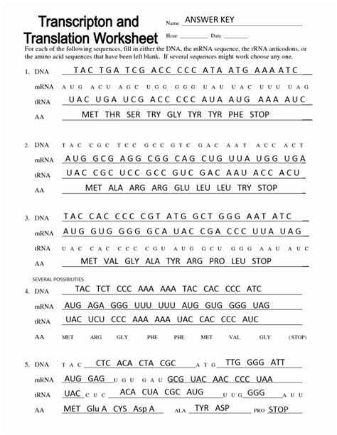 Dna Transcription Translation Worksheet Answers