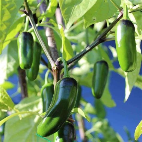 Jalapeno Pepper Plant – Access Acres