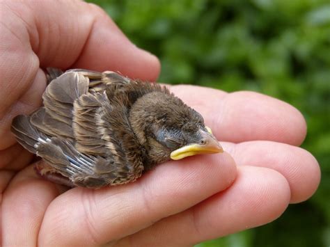 What to Do When You Find a Baby Bird on the Ground – Chirp Nature Center