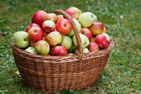 Healthy Organic Apples in the Basket | Stock image | Colourbox