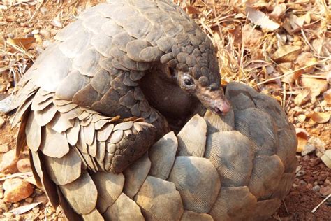 Top 10 Critically Endangered Species in Asia in 2023 | Earth.Org