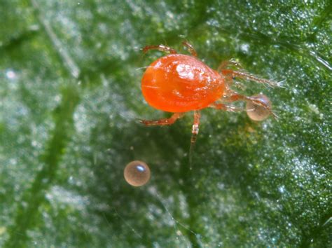 Biological Control of Spider Mites in Tomatoes | NC State Extension