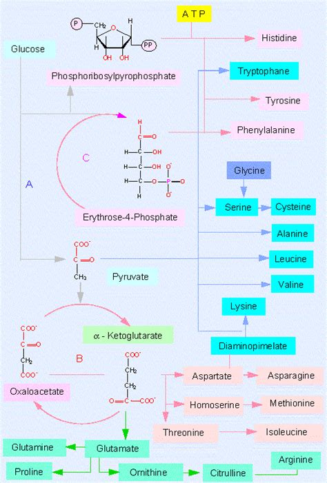 LON-CAPA Botany online: Basic Metabolism - Biosyntheses - Amino Acids