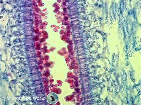 Mushrooms under the Microscope