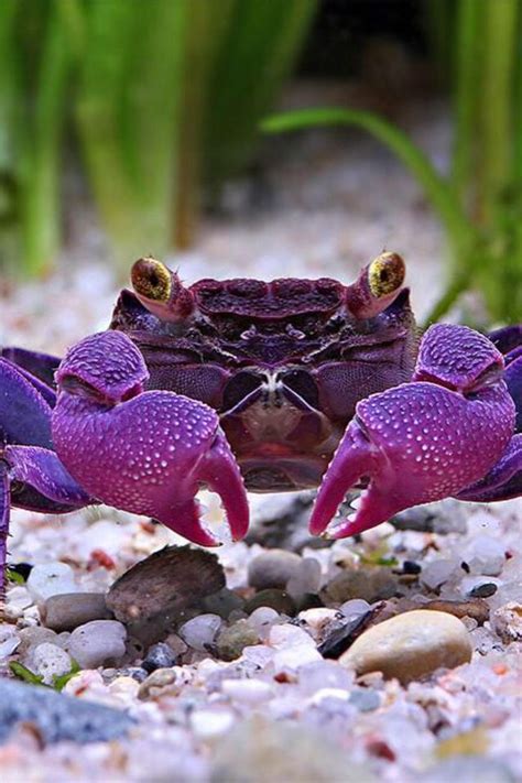 Newly discovered Purple crab | Big crab, Animals, Crab