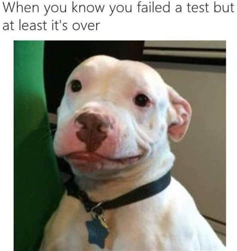 The best Pitbull memes :) Memedroid