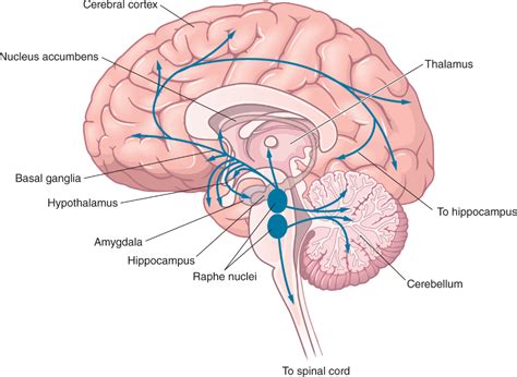 Figure illustrating serotonin pathways in the brain. The figure depicts a medial view of the ...