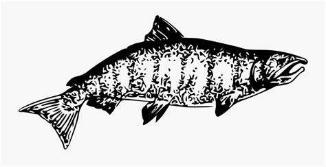 Chinook Salmon Clip Art , Free Transparent Clipart - ClipartKey