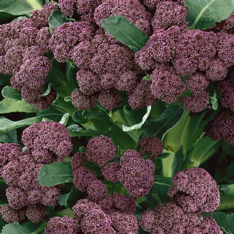 Purple Sprouting Broccoli Seeds | Everwilde Farms