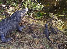 Crocodilia - Wikipedia