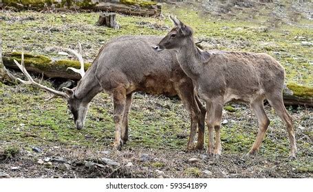 51 Thorold's Deer Images, Stock Photos & Vectors | Shutterstock