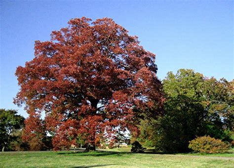 1003 Gardens: Good fall color on this giant White Oak, Quercus alba