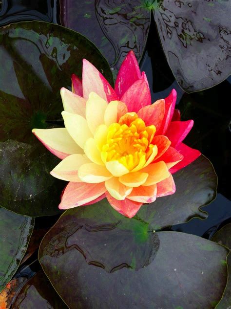 Wanvisa Water Lily - Pond Plants - Water Lilies - Aquatic Plants- Buy Online in United Arab ...