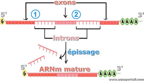 Intron : définition et explications