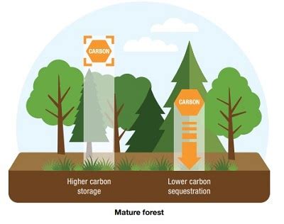 Forests and Climate Change - NYS Dept. of Environmental Conservation