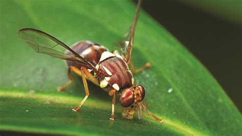 Queensland fruit fly detected by Biosecurity Tasmania | The Weekly Times