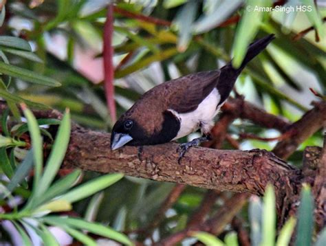 Javan Munia - nest building - Bird Ecology Study Group