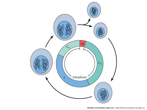 Cell Cycle/Cancer