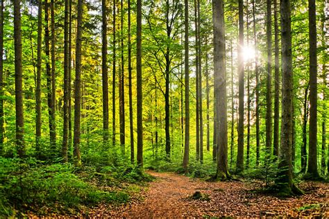 Natural Forest - Sunburst Free Photo Download | FreeImages