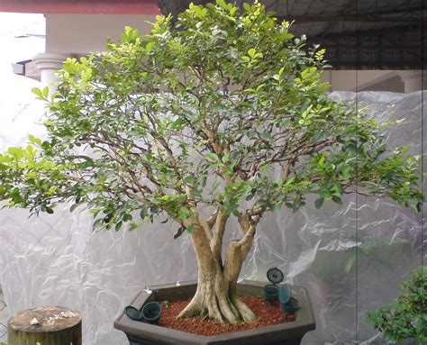 Bonsai Seri Indera: Bonsai Kawan