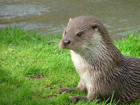 Japan declares its river otter extinct