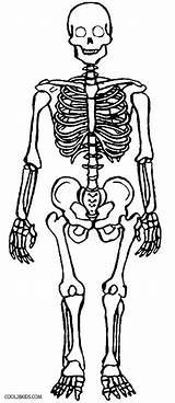 Human Skeleton Coloring Pages sketch template