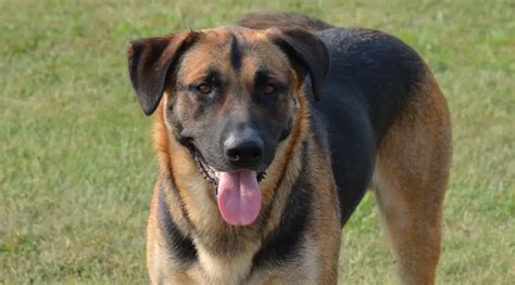 German Shepherd Lab Mix [2024 Breed] Labroador Retriever Sheprador