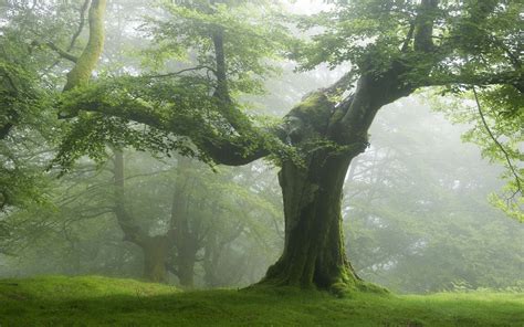 Green Forest 31 HD Wallpaper | Nature, Tree, Tree forest