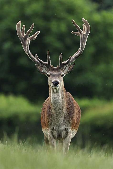 Discarded antlers all around us - Aigas Field Centre