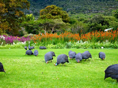 Kirstenbosch Botanical Gardens | Fabulous 50's