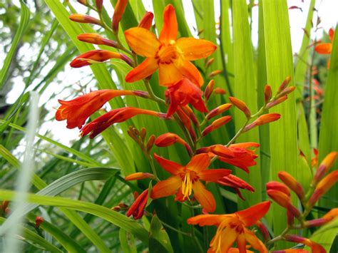 Free Images : montbretia, flower, flora, crocosmia crocosmiiflora ...