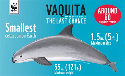 World’s smallest porpoise nears extinction, fishing closure and international action are last ...